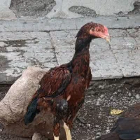 فروش 5 عدد مرغ|حیوانات مزرعه|سیرجان, |دیوار