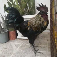 خروس و جوجه خروس لاکندزی