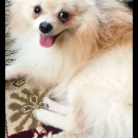 فروش سگ پامرانین روباهی 10 میلیون|سگ|خرمآباد, |دیوار