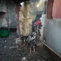 خروس لاری چیل