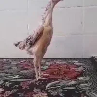 خروس مرغ لاری اوشامو|حیوانات مزرعه|شیراز, کوشک میدان|دیوار