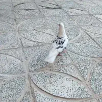 کبوتر|پرنده|دورود, |دیوار