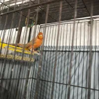 جفت قناری نروماده دارچینی