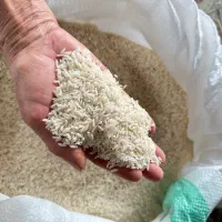 برنج طارم هاشمی امساله