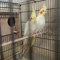 عروس هلندی جوجه|پرنده|تهران, حشمتیه|دیوار