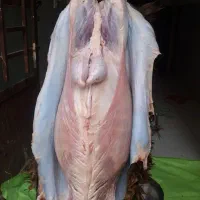 گوسفند زنده باقصاب شبانه روزی|حیوانات مزرعه|نسیمشهر, |دیوار