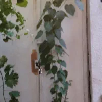 نهال درخت توت و انار ( باهم )|گل و گیاه طبیعی|تهران, شهرک شهید رجایی (کوی نوبنیاد)|دیوار