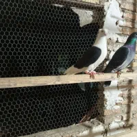 کفتر شهرستانی|پرنده|ری, شهید غیوری (ابن باویه)|دیوار