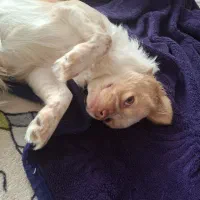 سگ مالتیز واگذاری|سگ|اسلامشهر, شهرک قائمیه|دیوار