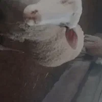 گوسفند رومن  با بره