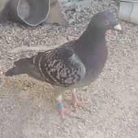 ساعت