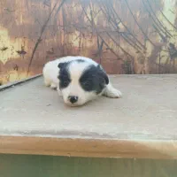 توله سگ پا کوتاه