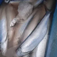 ماهی خارو