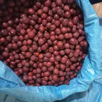 عناب بیرجند