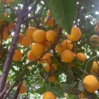 تعدای کارگر زن برای نایلون زدن پرتقال ۳ و ۴ روزه