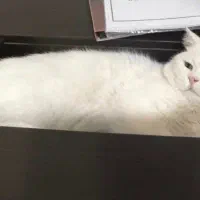 گربه