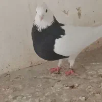 کفتر طوقی قرمز یا جیگری گمشده|پرنده|تهران, شادآباد|دیوار