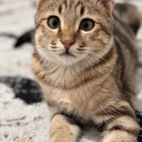 واگذاری گربه خانگی|گربه|زنجان, |دیوار