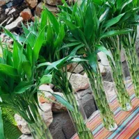 بامبو تایلندی درجه یک پر جوانه ۱۰۰ سانتی و ۱۲۰|گل و گیاه طبیعی|تهران, عبدل‌آباد|دیوار