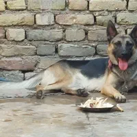 سگ ژرمن شپر ماده تقریبا 1ساله