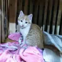 واگذاری بچه گربه|گربه|نجفآباد, بازار|دیوار