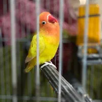 واگذاری طوطی برزیلی ماده فیشر با قیمت توافقی