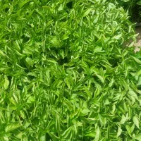 نشا گوجه . خیار و ...