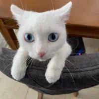 گربه|گربه|سنندج, |دیوار