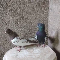 جفت سینه ای با یک جوجه تو چالی|پرنده|فیروزآباد (فارس), |دیوار