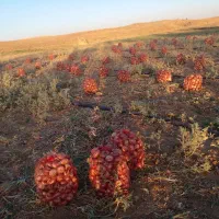فروش پیاز|عمدهفروشی|چنگ الماسی, |دیوار