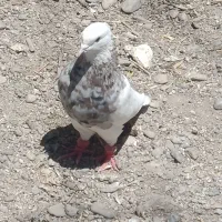نرطوقی هفت رنگ