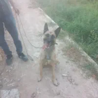 واگذاری توله سگ ژرمن ۵ماه نر مخصوص نگهبانی