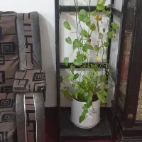 لوازم خانگی|تخت و سرویس خواب|گلبهار, شهر جدید گلبهار|دیوار