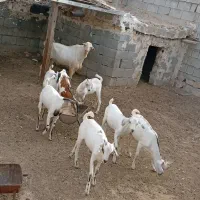 سلام فروش شش عدد کهر نر چاق مخصوص صادراتی
