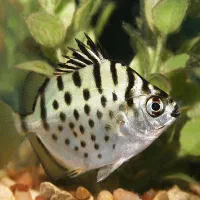 ماهی و آکواریوم|ماهی|یزد, |دیوار