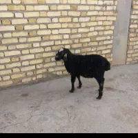 بره نر شیرمست