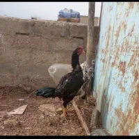 یک عدد خروس لاری اصل