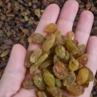 کشمش جدیدسیسخت