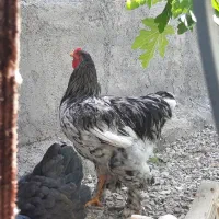 خروس برهما