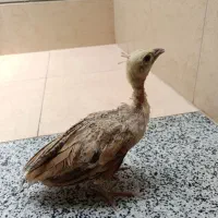 طاووس|حیوانات مزرعه|زرقان, |دیوار