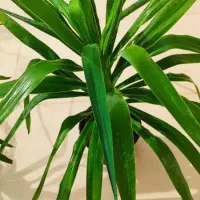 فروش گل و گیاه طبیعی|گل و گیاه طبیعی|جهرم, |دیوار