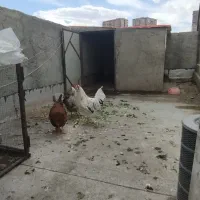 یک عدد خروس