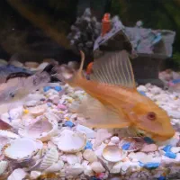 ماهی لجنخوارشکلاتی|ماهی|مشهد, عبادی|دیوار