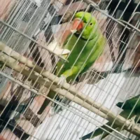 یک جفت طوطی ملنگو