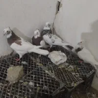کبوتر تهرانی