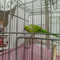 طوطی ملنگو یک سال خورده ای چند کلمه حرف میزنه|پرنده|پاکدشت, پاکدشت (مامازند)|دیوار