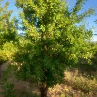 فروش-باغ-گاستارا-بن