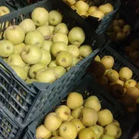 سیب درجه 2 رنگ دار و صاف|خدمات باغبانی و درختکاری|اشنویه, |دیوار