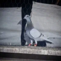 مسجدی یا پیازی نر شب بازی