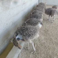 جوجه شتر مرغ